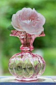 ROSA GENTLE HERMIONE, IN AN ANTIQUE FENTON CRANBERRY GLASS VASE