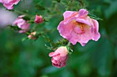 ROSA RAINBOW KNOCK OUT, (ROSE RAINBOW KNOCK OUT), LIGHT PINK FORM. (SYN. ROSA RADCOR)