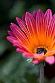 OSTEOSPERMUM