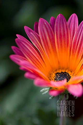 OSTEOSPERMUM