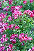 ROSA CAREFREE SPIRIT