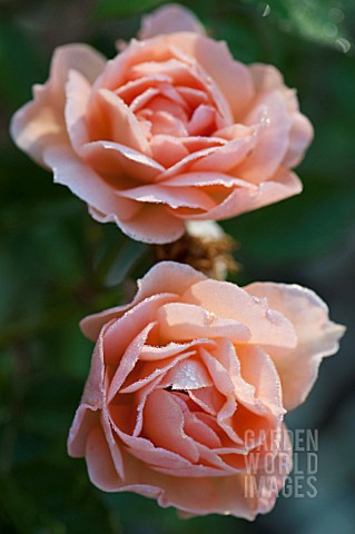 ROSA_WHAT_A_PEACH_MINIATURE_SHRUB_ROSE