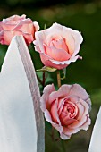 ROSA A SHROPSHIRE LAD, A DAVID AUSTIN ENGLISH ROSE