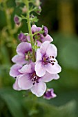 VERBASCUM LAVENDER LASS