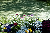 BED OF SUMMER ANNUALS AND PERENNIALS AT EDGE OF POND COVERED WITH FLOATING MOSS