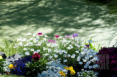 BED_OF_SUMMER_ANNUALS_AND_PERENNIALS_AT_EDGE_OF_POND_COVERED_WITH_FLOATING_MOSS