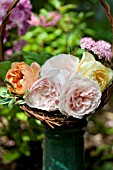 ROSA A SHROPSHIRE LAD, LADY EMMA HAMILTON AND GRAHAM THOMAS, DAVID AUSTIN ENGLISH ROSES IN TWIG BASKET