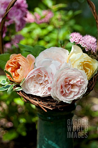 ROSA_A_SHROPSHIRE_LAD_LADY_EMMA_HAMILTON_AND_GRAHAM_THOMAS_DAVID_AUSTIN_ENGLISH_ROSES_IN_TWIG_BASKET