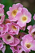 ROSA RAINBOW KNOCK OUT, (ROSE RAINBOW KNOCK OUT), LIGHT PINK FORM. (SYN. ROSA RADCOR)