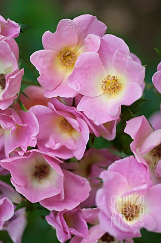 ROSA_RAINBOW_KNOCK_OUT_ROSE_RAINBOW_KNOCK_OUT_LIGHT_PINK_FORM_SYN_ROSA_RADCOR