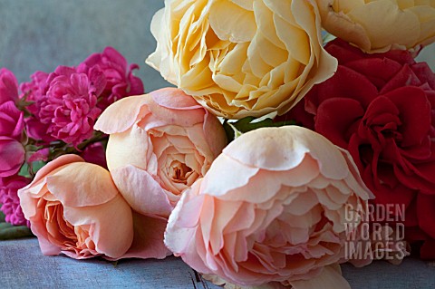 STILL_LIFE_OF_DAVID_AUSTIN_ROSES_LADY_EMMA_HAMILTON_AND_GRAHAM_THOMAS_WITH__THE_LOVELY_FAIRY