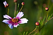 COREOPSIS ROSEA HEAVENS GATE