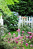 PRIVATE GARDEN GATE WITH POLYANTHA ROSE THE LOVELY FAIRY AND HYDRANGEA MACROPHYLLA