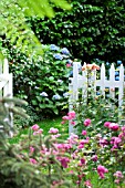 PRIVATE GARDEN GATE WITH POLYANTHA ROSE THE LOVELY FAIRY AND HYDRANGEA MACROPHYLLA