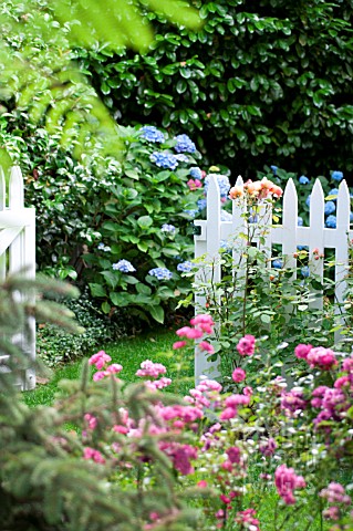 PRIVATE_GARDEN_GATE_WITH_POLYANTHA_ROSE_THE_LOVELY_FAIRY_AND_HYDRANGEA_MACROPHYLLA