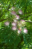 ALBIZIA JULIBRISSIN