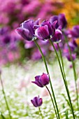 TULIPA, LAVENDER SINGLE LATE TULIPS