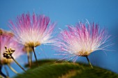 ALBIZIA JULIBRISSIN