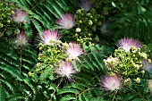 ALBIZIA JULIBRISSIN