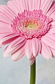 PINK GERBERA DAISY