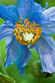 MECONOPSIS BETONICIFOLIA, HIMALAYAN BLUE POPPY