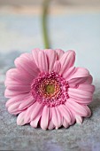 PINK GERBERA DAISY