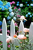 PRIVATE GARDEN WITH ROSA LADY EMMA HAMILTON, HYDRANGEA MACROPHYLLA NIKKO BLUE AND ENDLESS SUMMER