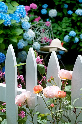 PRIVATE_GARDEN_WITH_ROSA_LADY_EMMA_HAMILTON_HYDRANGEA_MACROPHYLLA_NIKKO_BLUE_AND_ENDLESS_SUMMER