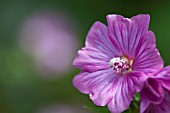 LAVATERA BREDON SPRINGS