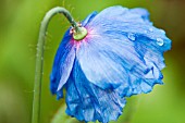 MECONOPSIS BETONICIFOLIA, HIMALAYAN BLUE POPPY