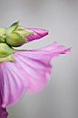 LAVATERA BREDON SPRINGS