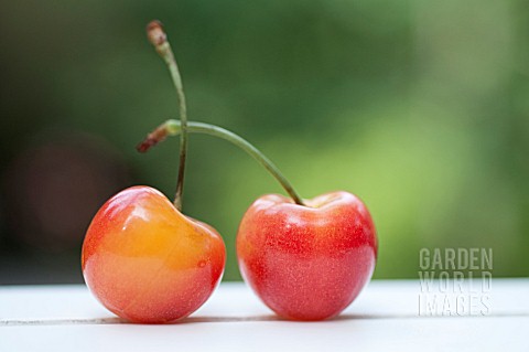 RAINIER_CHERRIES_IN_SUMMER