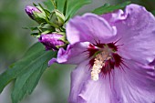 HIBISCUS SYRACUS