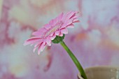 PINK GERBERA DAISY