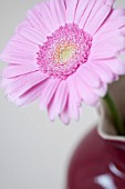 PINK GERBERA DAISY