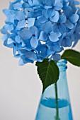 HYDRANGEA MACROPHYLLA ENDLESS SUMMER IN BLUE GLASS BOTTLE