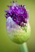 ALLIUM PURPLE SENSATION