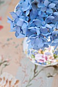 HYDRANGEA MACROPHYLLA ENDLESS SUMMER IN FLOWERED PITCHER