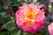 ROSA MARDI GRAS, FLORIBUNDA ROSE