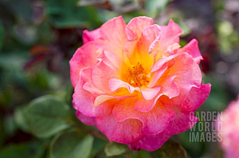 ROSA_MARDI_GRAS_FLORIBUNDA_ROSE