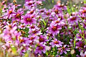 COREOPSIS ROSEA HEAVENS GATE