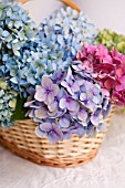 HYDRANGEA MACROPHYLLA NIKKO BLUE, GLOWING EMBERS AND ENDLESS SUMMER IN BASKET