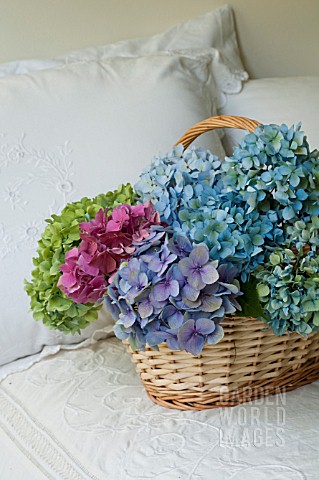 HYDRANGEA_MACROPHYLLA_NIKKO_BLUE_GLOWING_EMBERS_AND_ENDLESS_SUMMER_IN_BASKET_ON_BED_WITH_EMBROIDERED