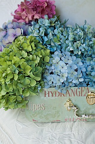 HYDRANGEA_MACROPHYLLA_NIKKO_BLUE_ENDLESS_SUMMER_AND_GLOWING_EMBERS_IN_DECORATIVE_CASE_ON_BED_WITH_AN