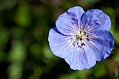 GERANIUM ROZANNE, HARDY GERANIUM