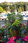 LARGE OUTDOOR CONTAINER WITH ANNUALS INCLUDING NICOTIANA, SCENTED GERANIUM, SNAPDRAGON AND COLEUS ON TERRACE GARDEN