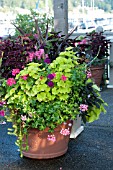 LARGE OUTDOOR TERRA COTTA CONTAINER WITH ANNUALS INCLUDING NICOTIANA, SCENTED GERANIUM, SNAPDRAGON AND COLEUS ON TERRACE GARDEN