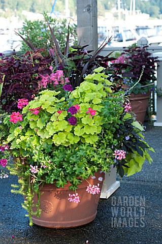 LARGE_OUTDOOR_TERRA_COTTA_CONTAINER_WITH_ANNUALS_INCLUDING_NICOTIANA_SCENTED_GERANIUM_SNAPDRAGON_AND