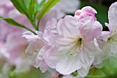 RHODODENDRON LODERI KING GEORGE