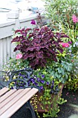 LARGE OUTDOOR CONTAINER WITH ANNUALS INCLUDING NICOTIANA, SCENTED GERANIUM, SNAPDRAGON AND COLEUS ON TERRACE GARDEN